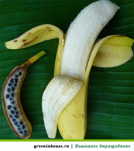 Bananensamen