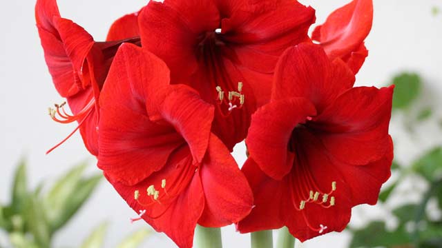 Wie man Amaryllis pflegt 