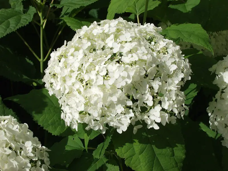 hydrangea arborescens annabelle