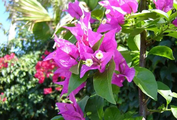 Bougainvillea vermehren 