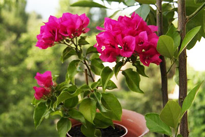 Wie man Bougainvillea pflegt