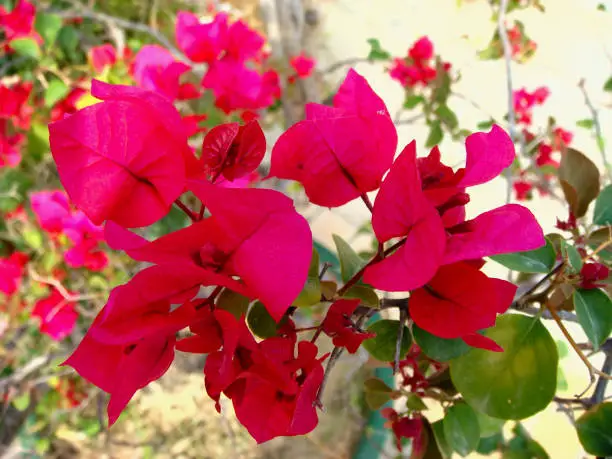 Bougainvillea-Vermehrung