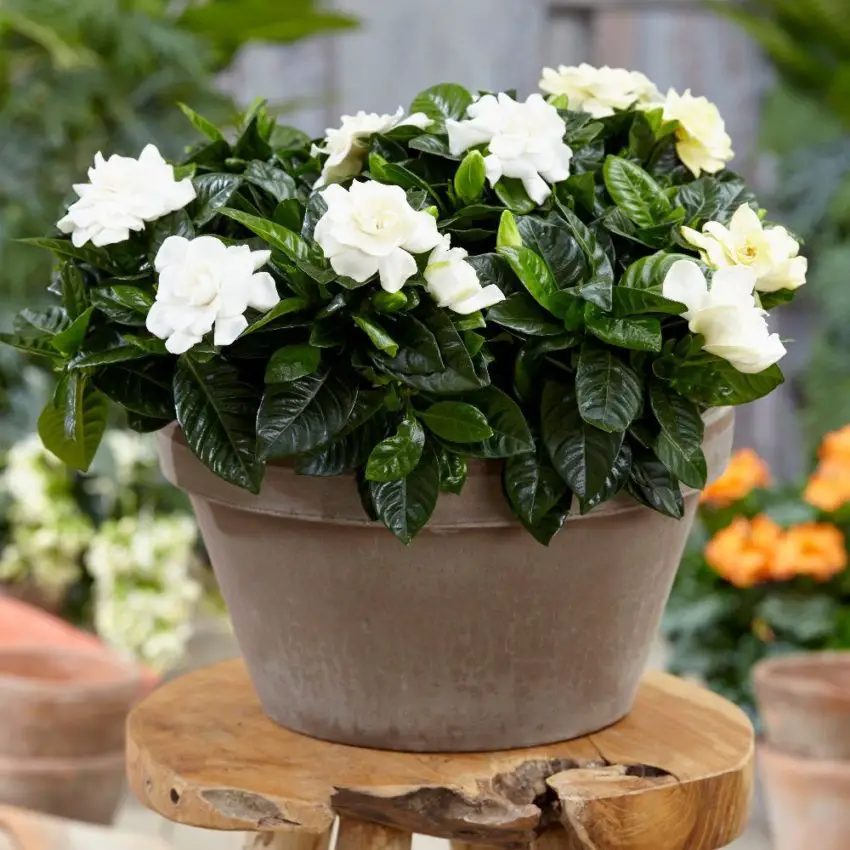 Anbau und Pflege von Gardenien und Jasmin im Haus