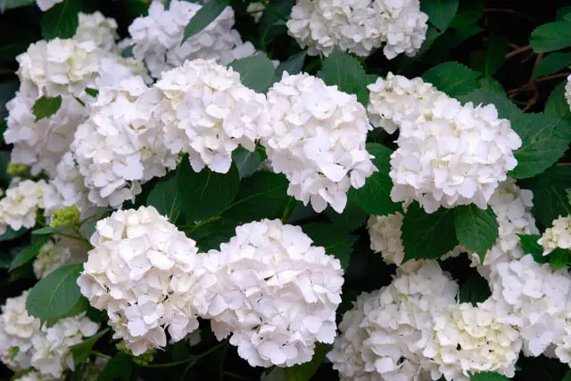 Hortensie mit großem Blütenstand