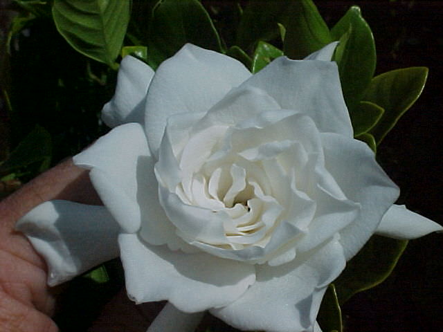 Gardenia Jasmin Pflege zu Hause