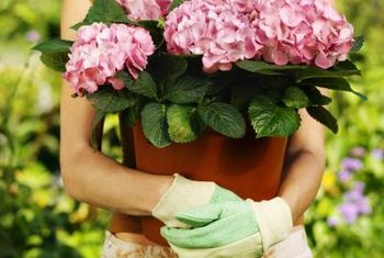 Begonie im Garten Pflanzung und Pflege