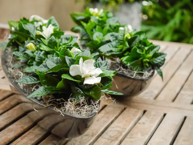 Anbau und Pflege von Gardenien und Jasmin im Haus