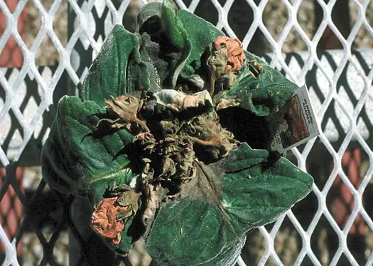 Gloxinia-Krankheiten