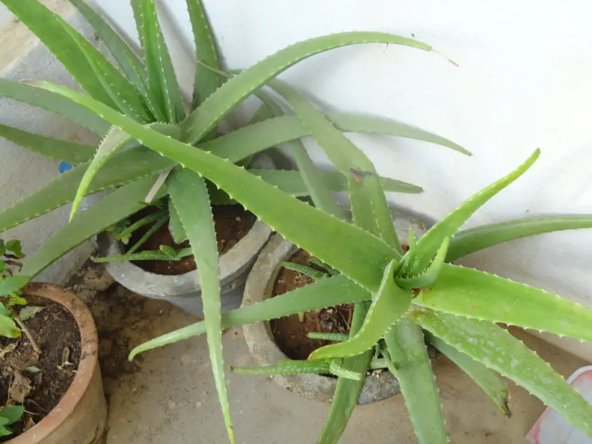 aloe zu hause 