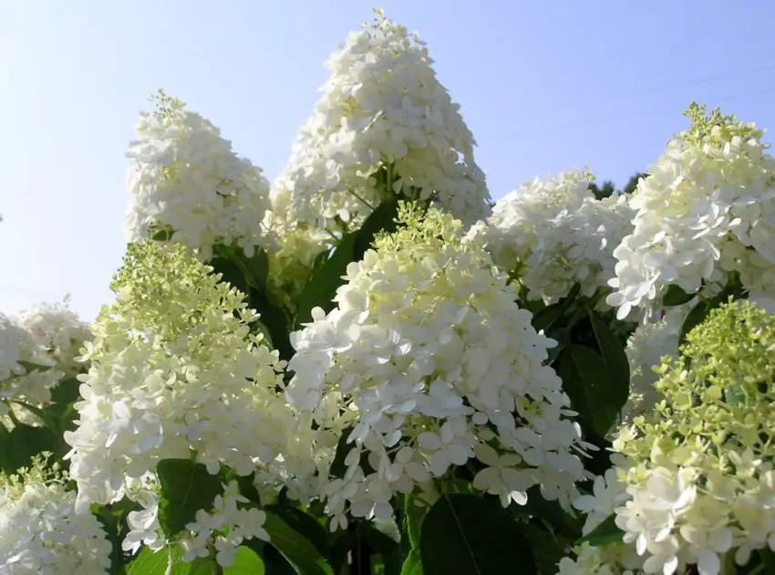 Hydrangea arborescens