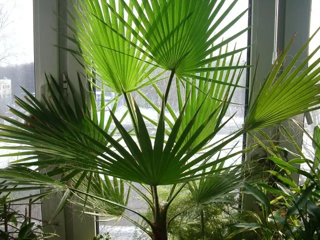 washingtonia Pflege