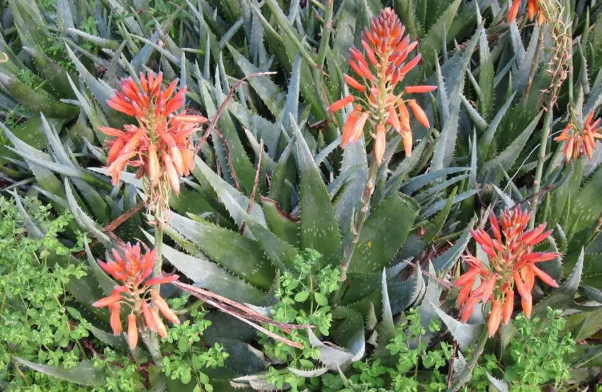 aloe zu hause 