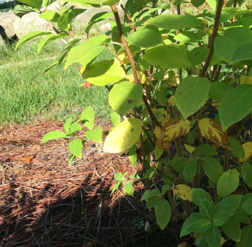 Ursachen der Blattvergilbung bei Gartenhortensien