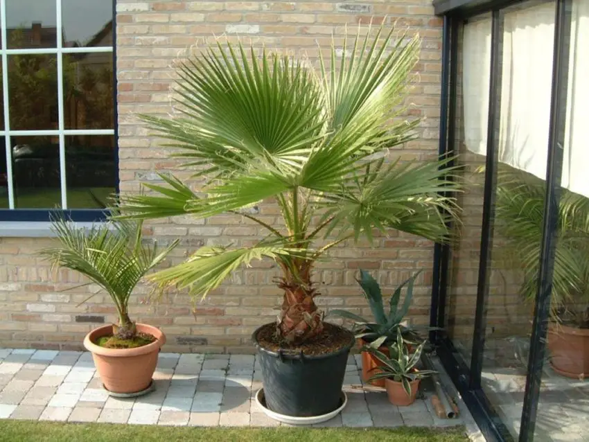 washingtonia aus Samen 