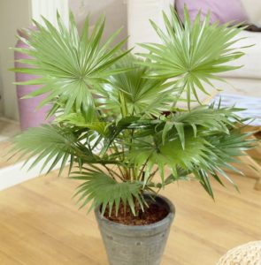 Pflege der Washingtonia-Palme zu Hause