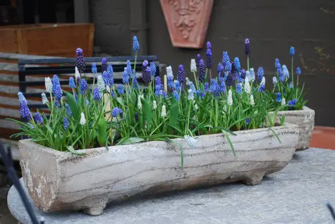 Müssen Hyazinthen nach der Blüte ausgegraben werden?