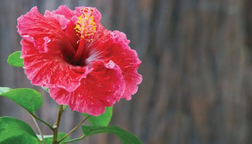 Wann und wie lange der Hibiskus blüht