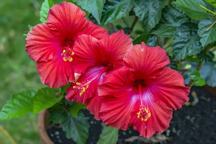 Wann und wie lange der Hibiskus blüht