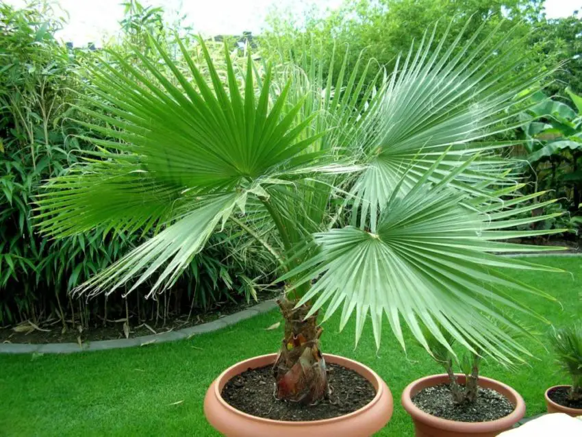 Washingtonia nitensis: Wie man die Pflanze pflegt