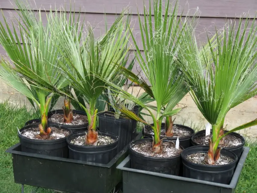 Washingtonia nitensis: Wie man die Pflanze pflegt