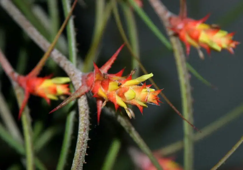 Acanthostachis: Anbau- und Pflegeeigenschaften