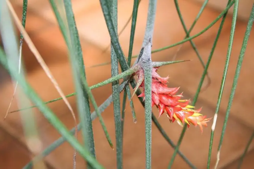 Acanthostachis: Anbau- und Pflegeeigenschaften