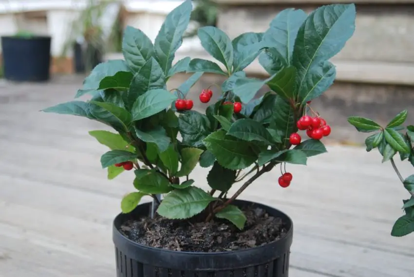 Ardisia-Foto