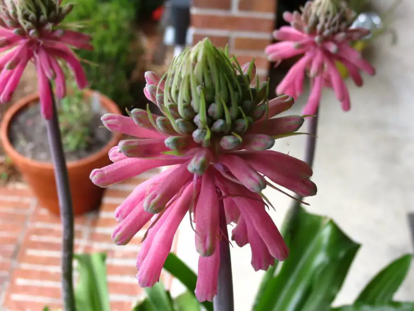 Veltheimia-Foto