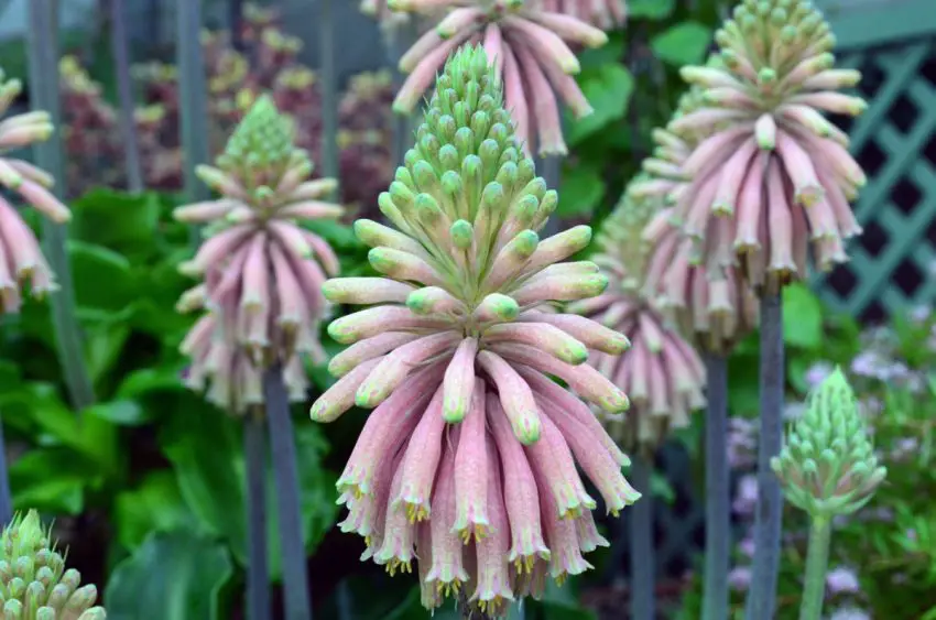 Veltheimia mit Brakteen