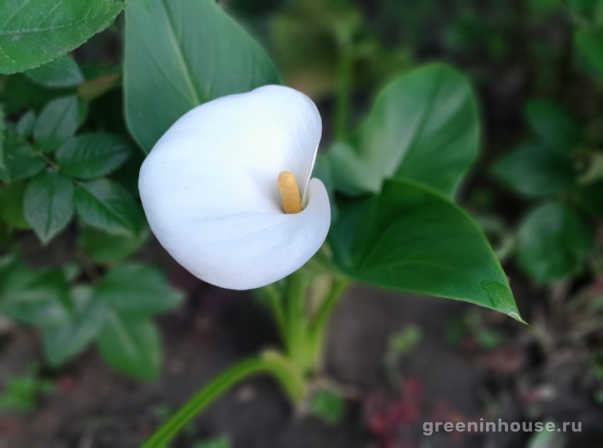 Calla-Blüte