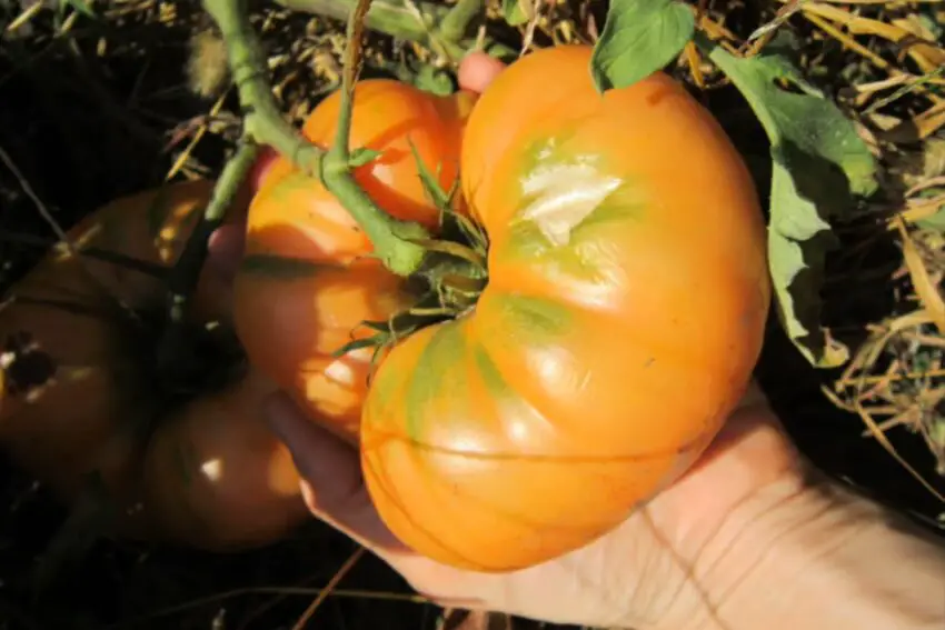 Tomate Amana Orange: Merkmale, Anbaueigenschaften